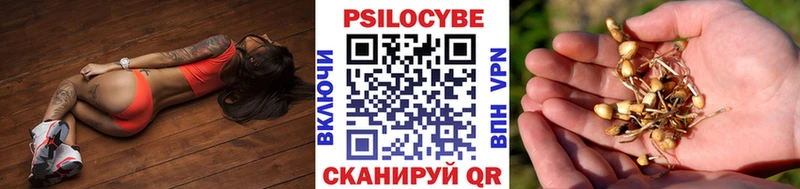 Галлюциногенные грибы Psilocybe  Купить закладки  Кувандык 